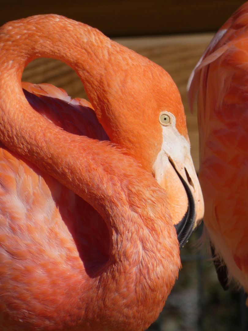Caribbean Flamingos at the Greensboro Science Center