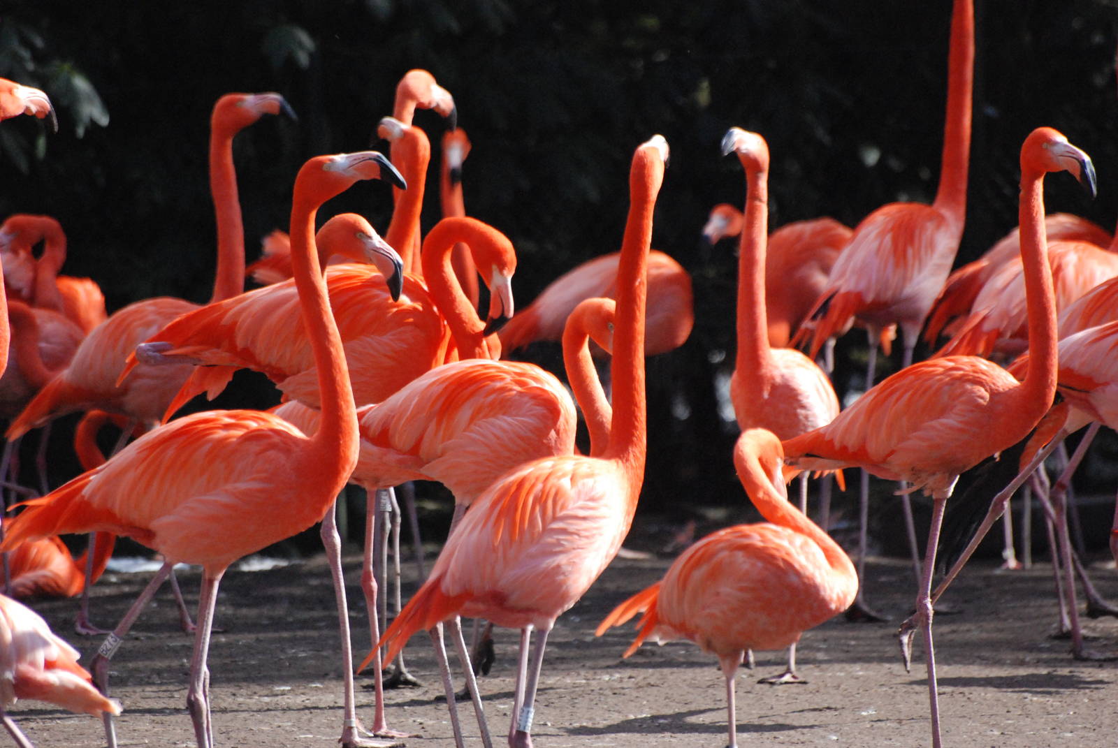 Caribbean Flamingos at Walsrode, 22/03/13