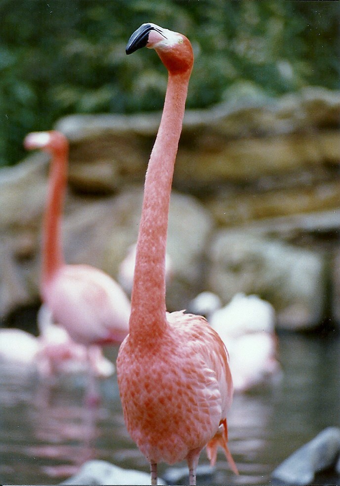 Caribbean Flamingos - Circa 1980