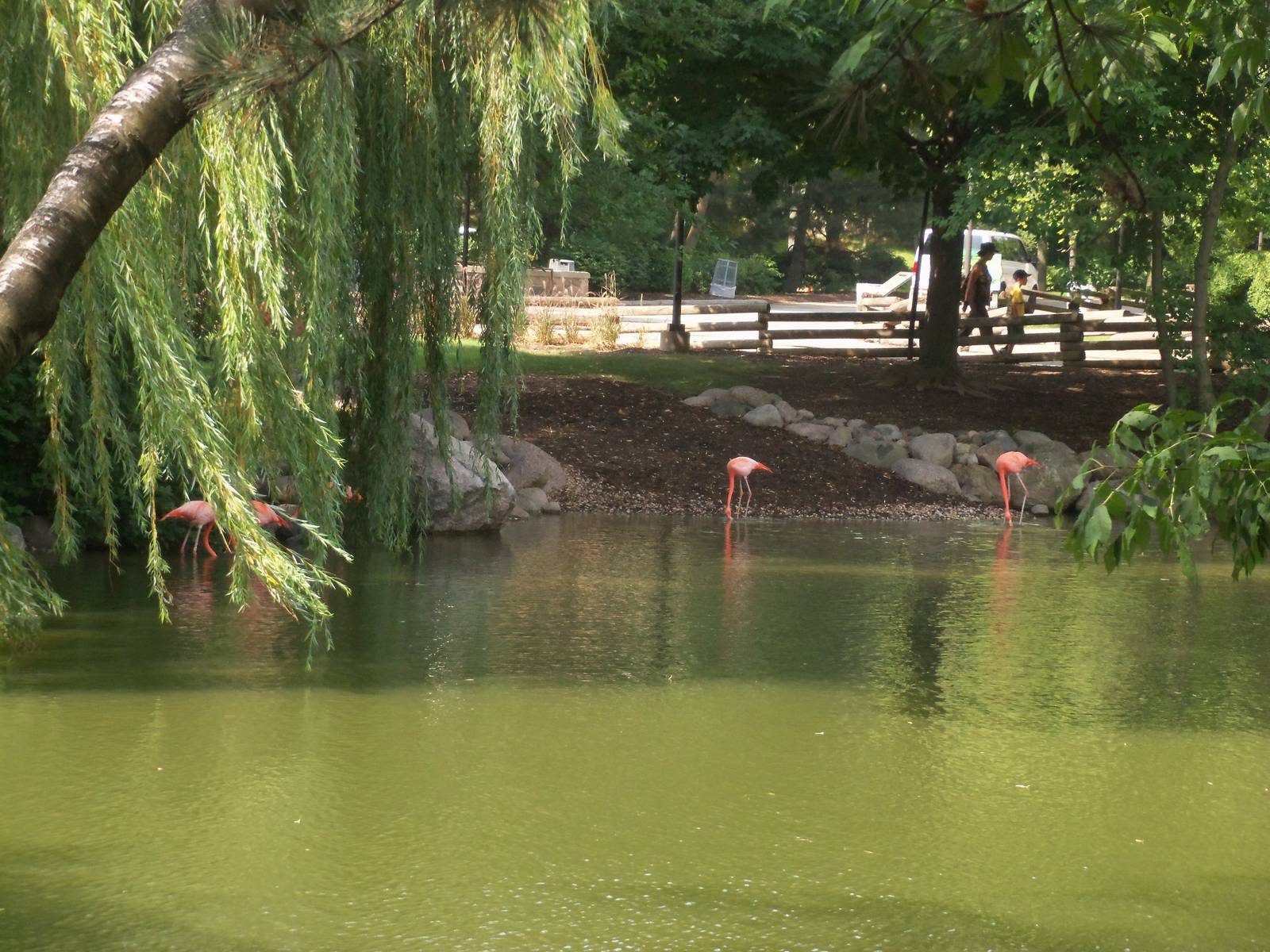 Caribbean Flamingos from Across the Pond