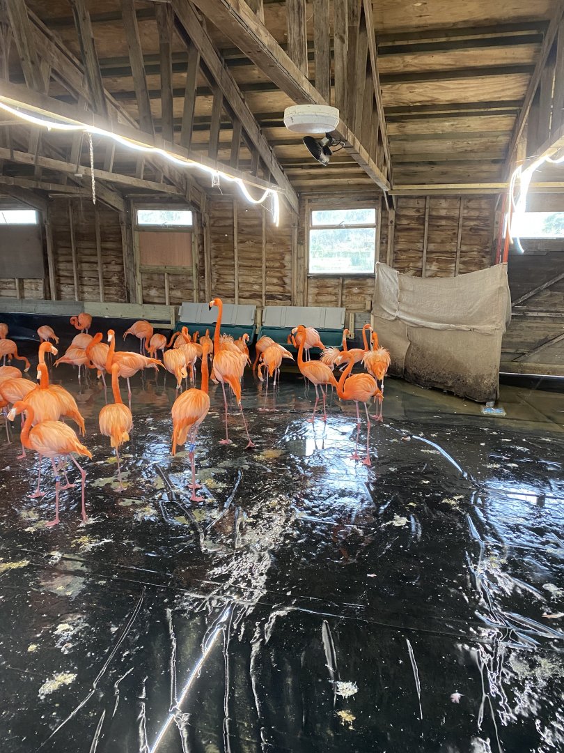 Caribbean flamingos indoors 290224