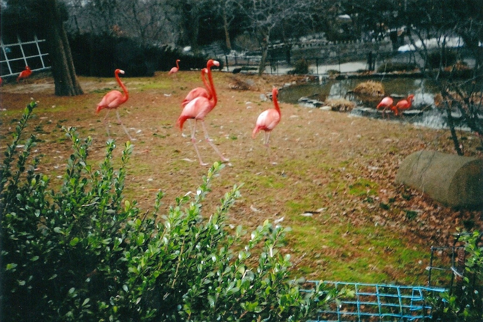 Caribbean Flamingos January 2005