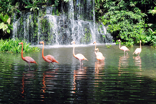 Caribbean Flamingos, Jurong BirdPark