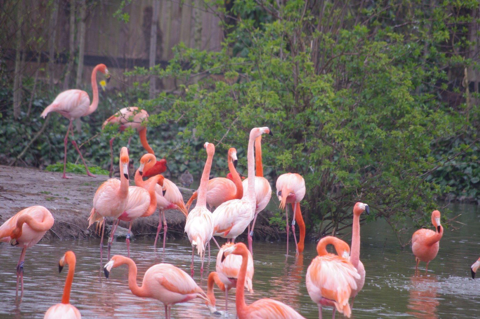 Caribbean Flamingos- Latin American Wetland Aviary- 5/4/2023
