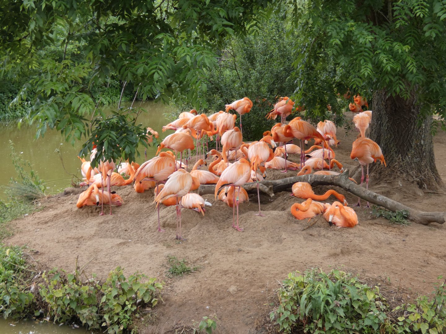 Caribbean flamingos nesting