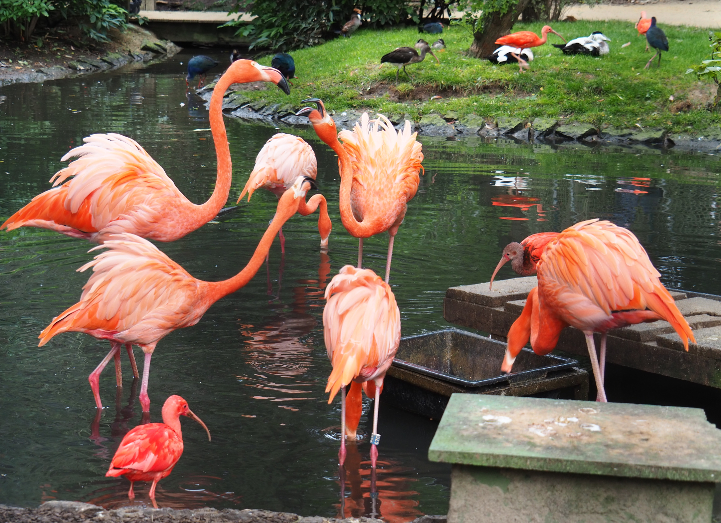 Caribbean flamingos (Phoenicopterus ruber) and Scarlet ibis (Eudocimus ruber), 2019-10-05