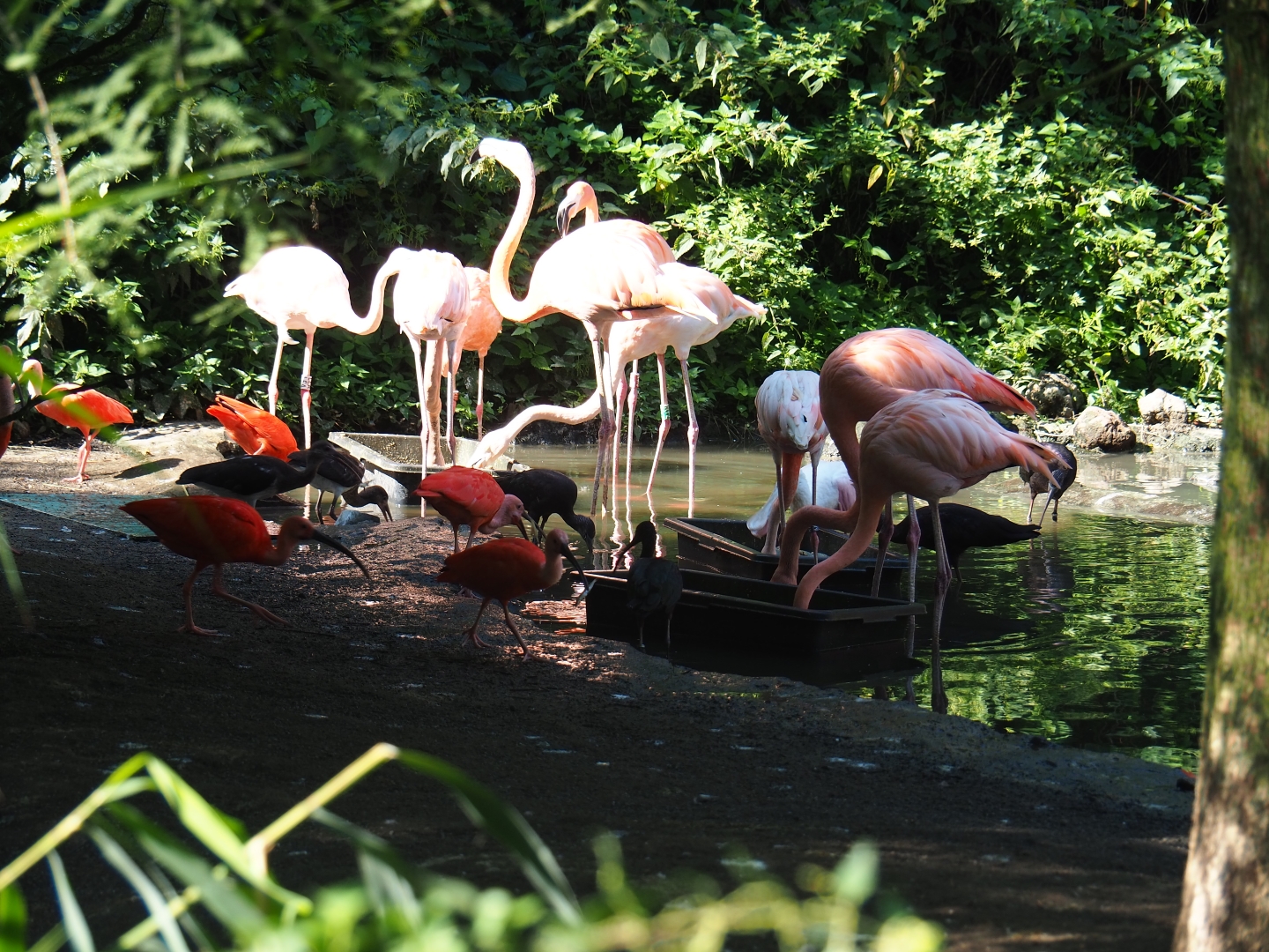 Caribbean flamingos (Phoenicopterus ruber) and Scarlet ibis (Eudocimus ruber), Sep 2nd, 2018