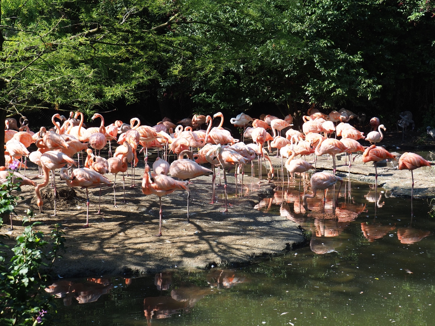 Caribbean flamingos (Phoenicopterus ruber), Sep 2nd, 2018