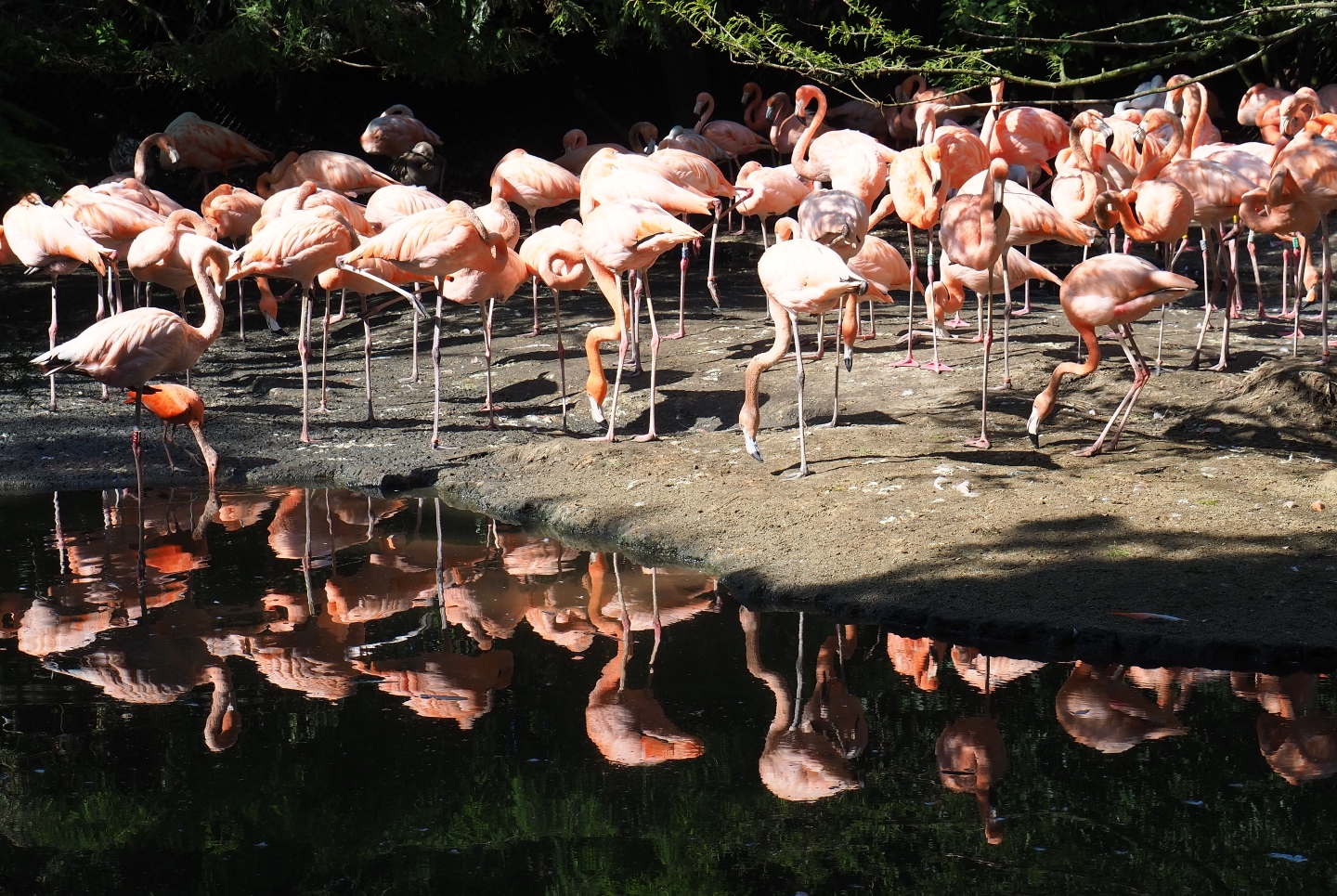 Caribbean flamingos (Phoenicopterus ruber), Sep 2nd, 2018