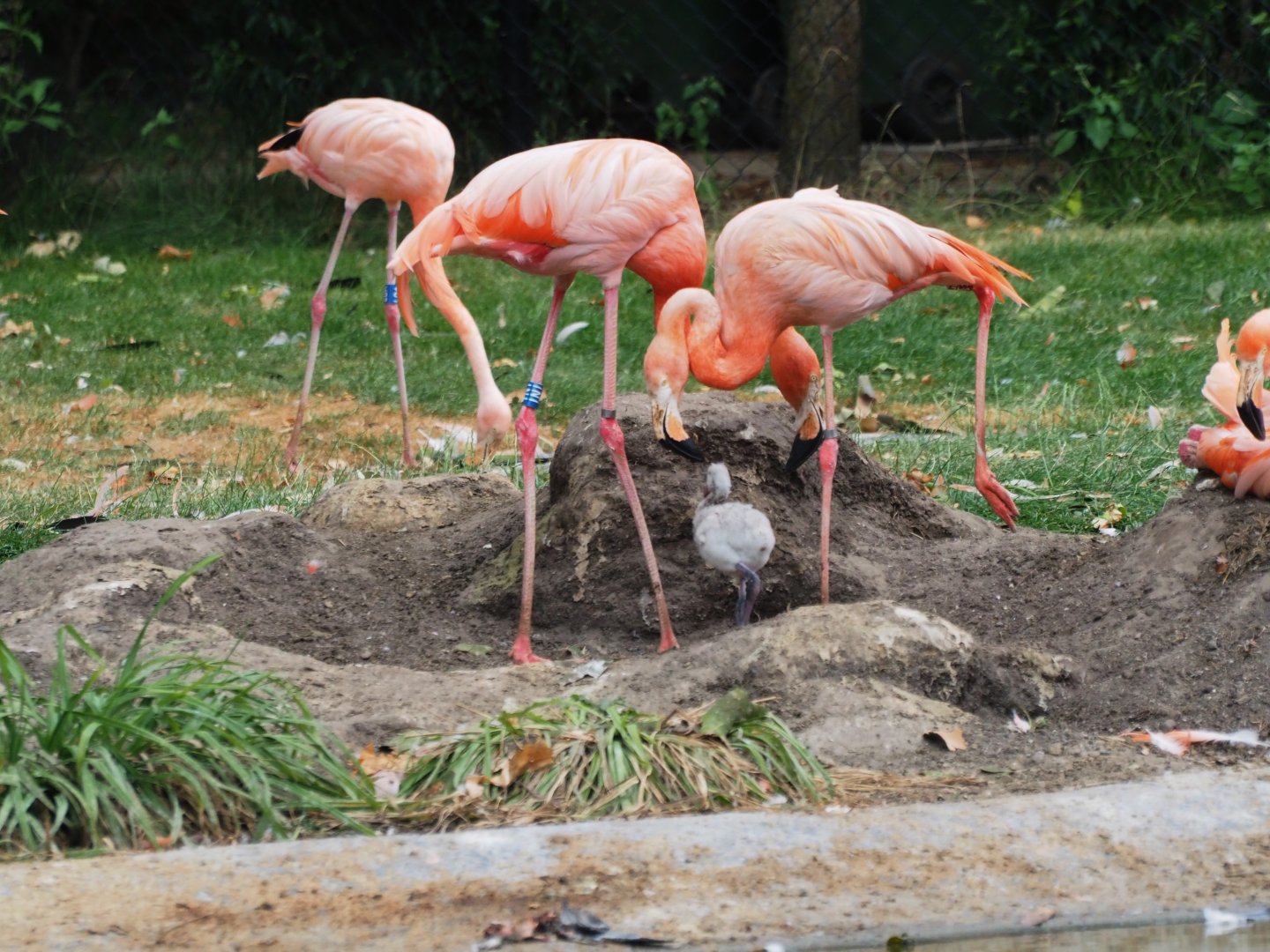 Caribbean flamingos (Phoenicopterus ruber) with chick