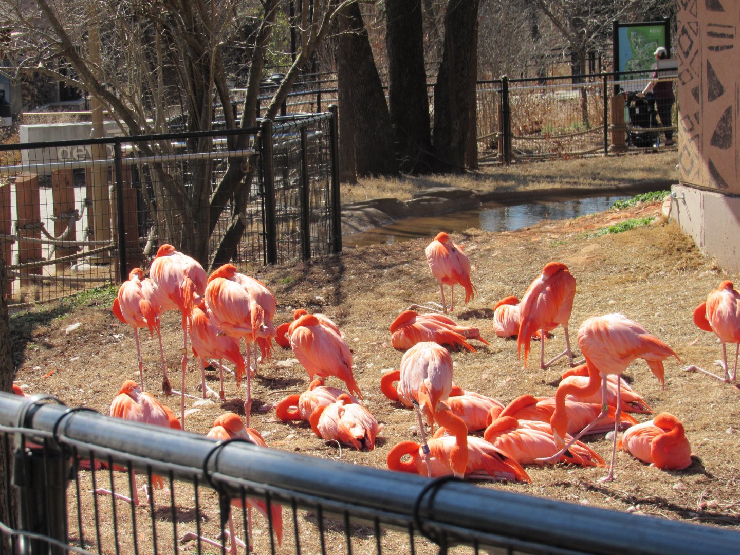 Caribbean Flamingos (Phoenicopterus ruber)