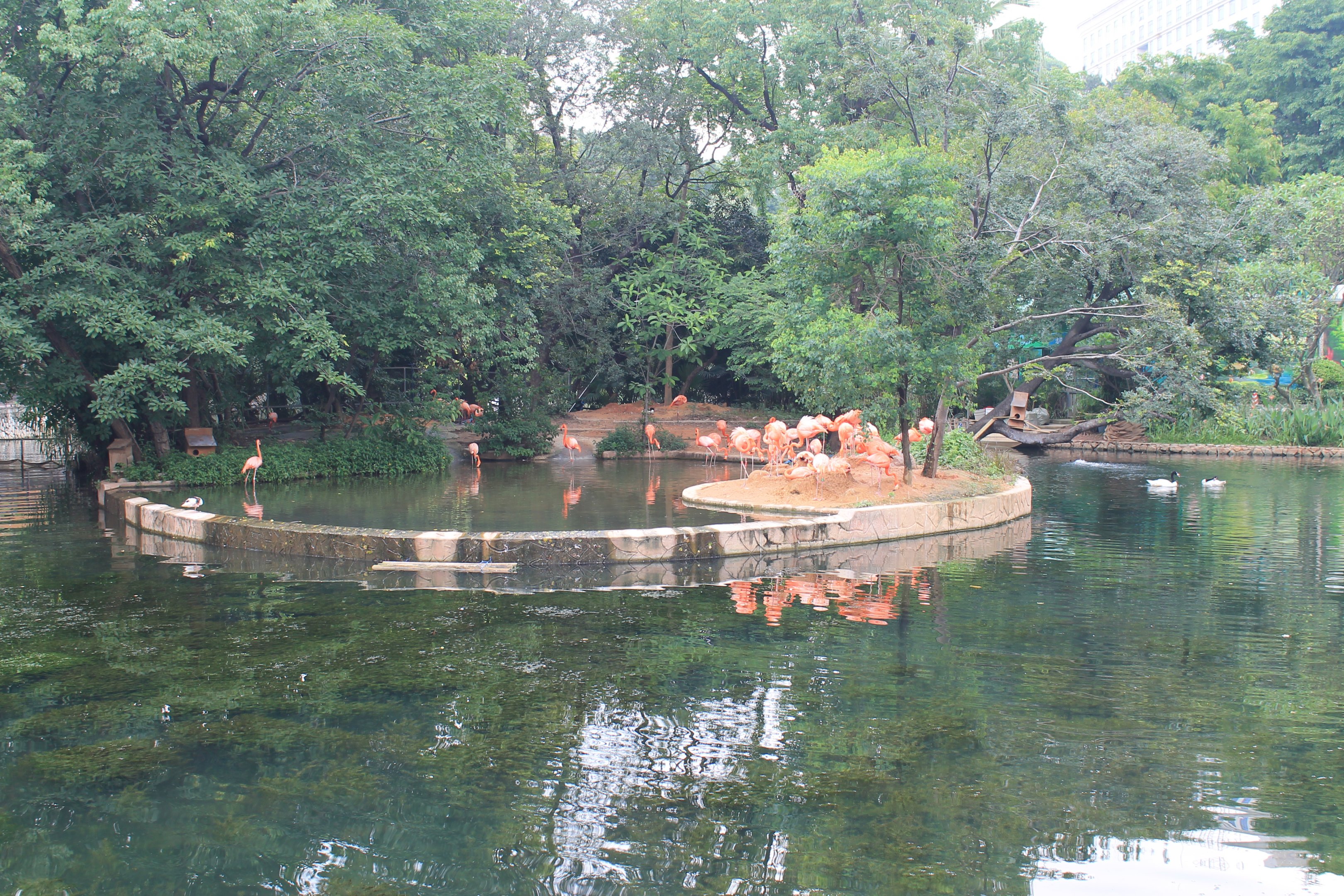 Caribbean Flamingos (Phoenicopterus ruber)