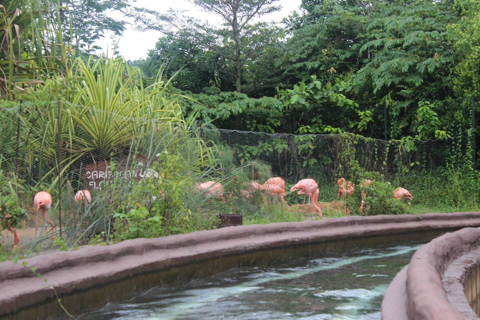 Caribbean Flamingos-River Boat