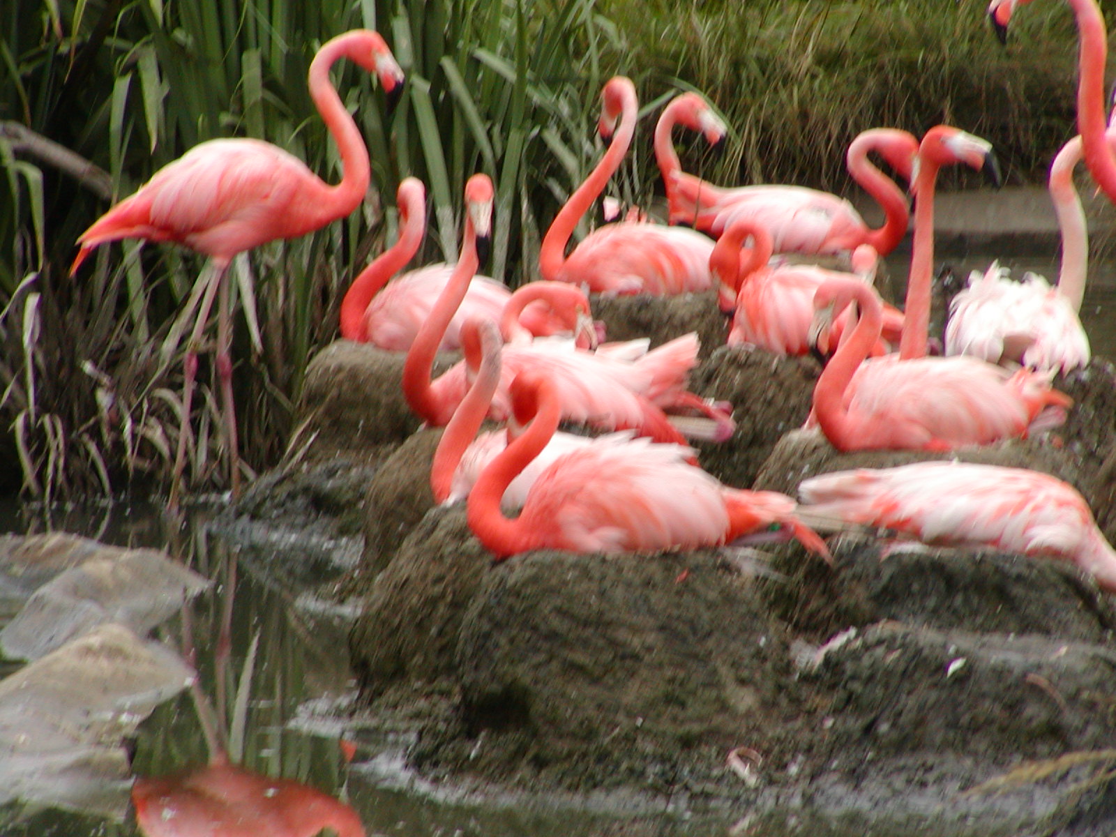 Caribbean Flamingos