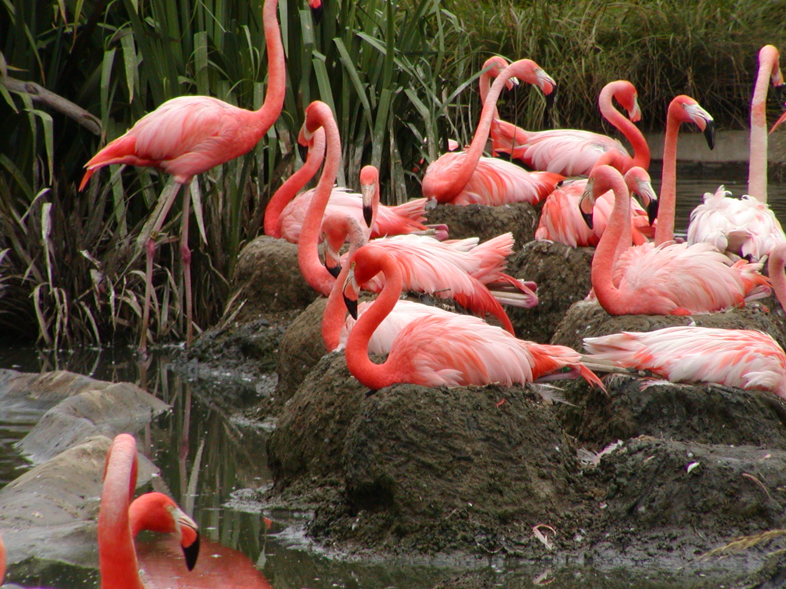 Caribbean Flamingos