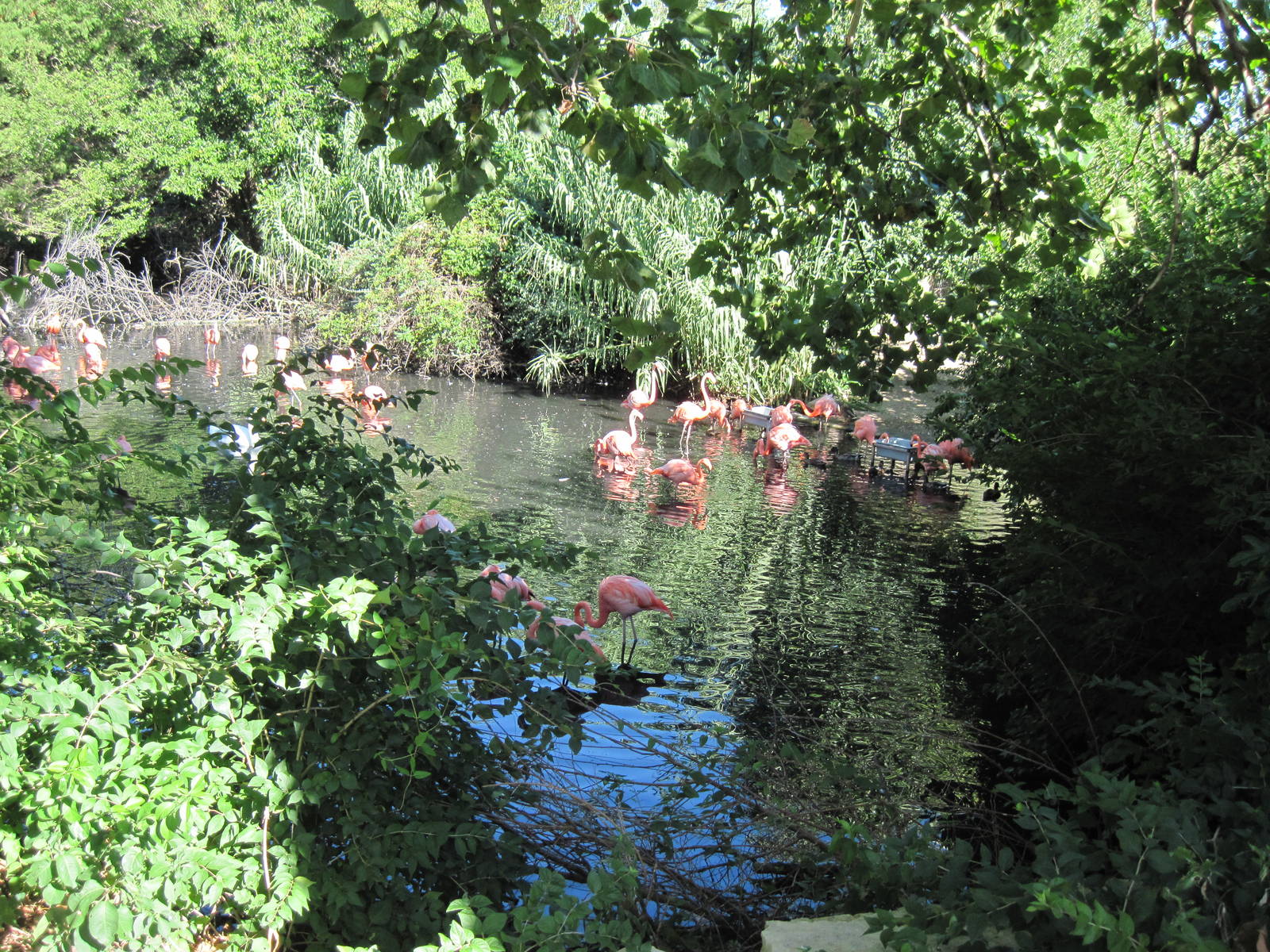 Caribbean Flamingos