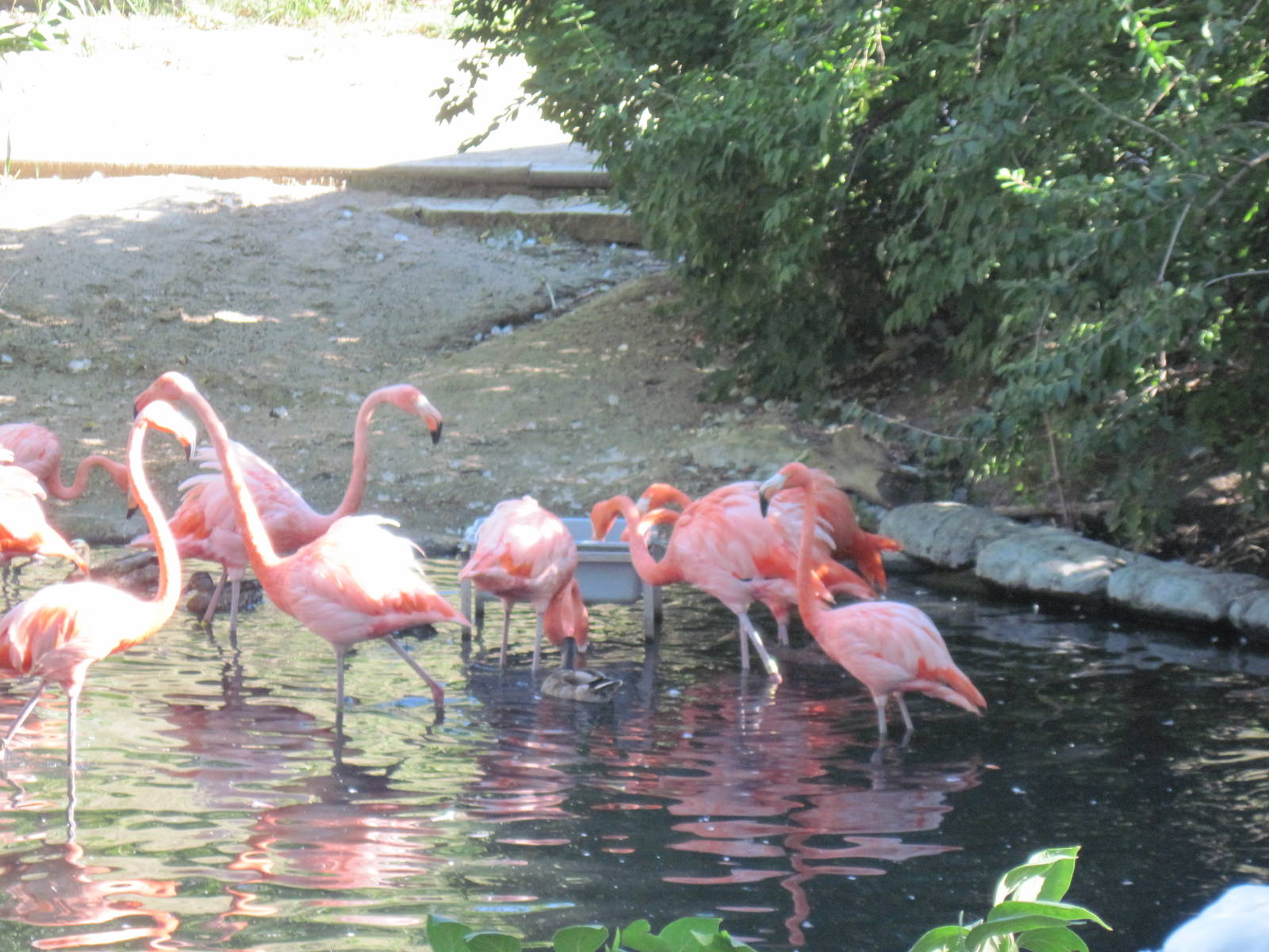 Caribbean Flamingos