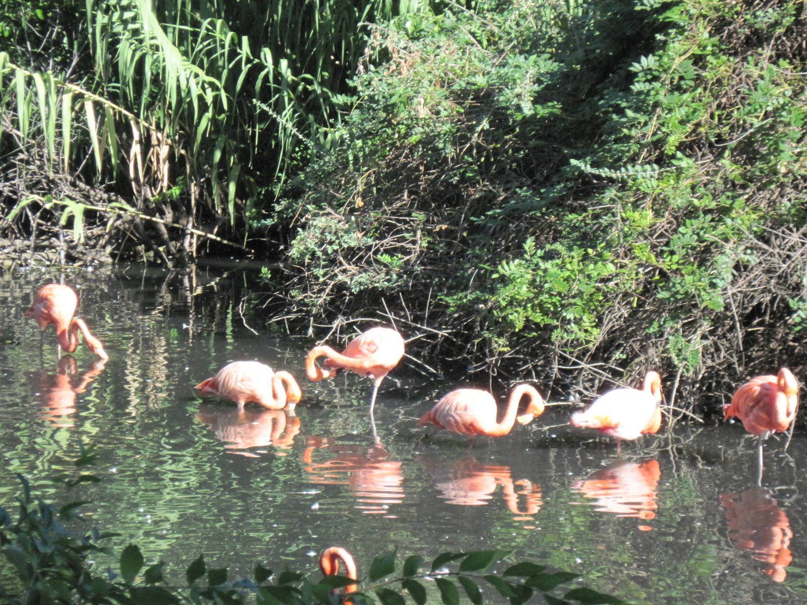 Caribbean Flamingos
