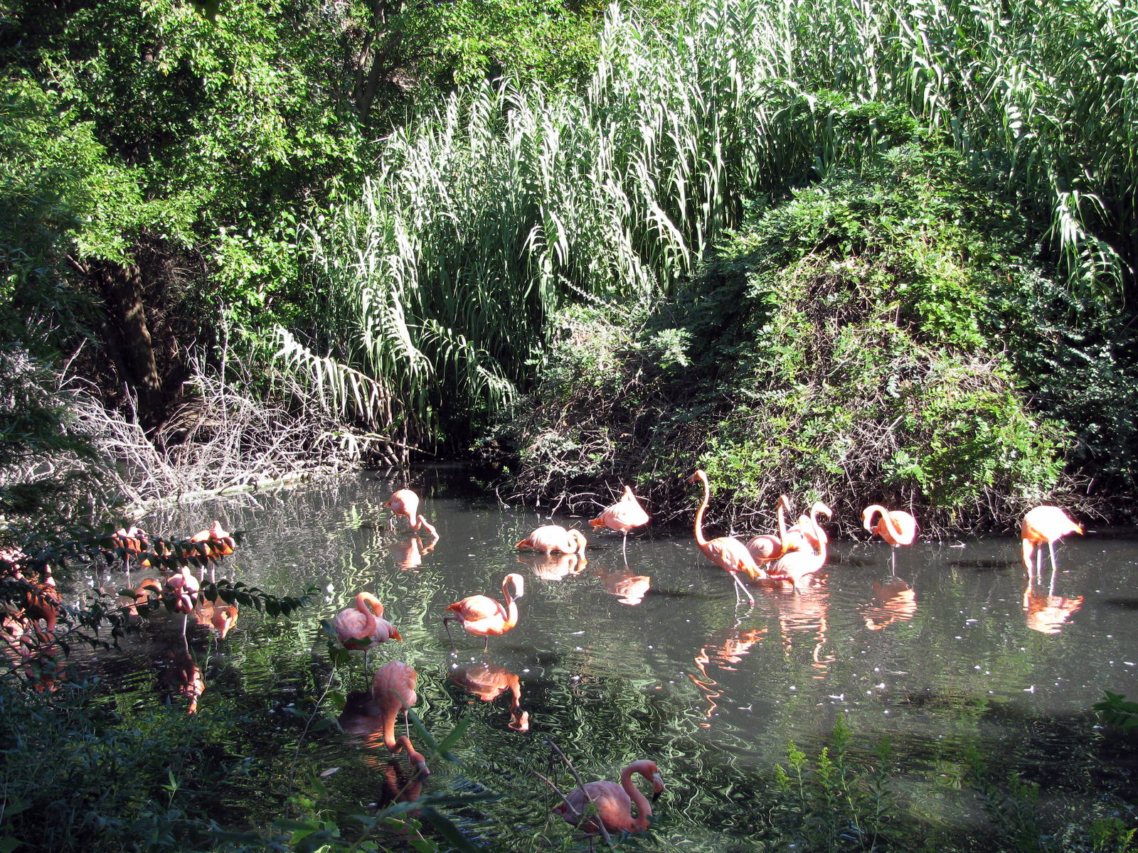 Caribbean Flamingos