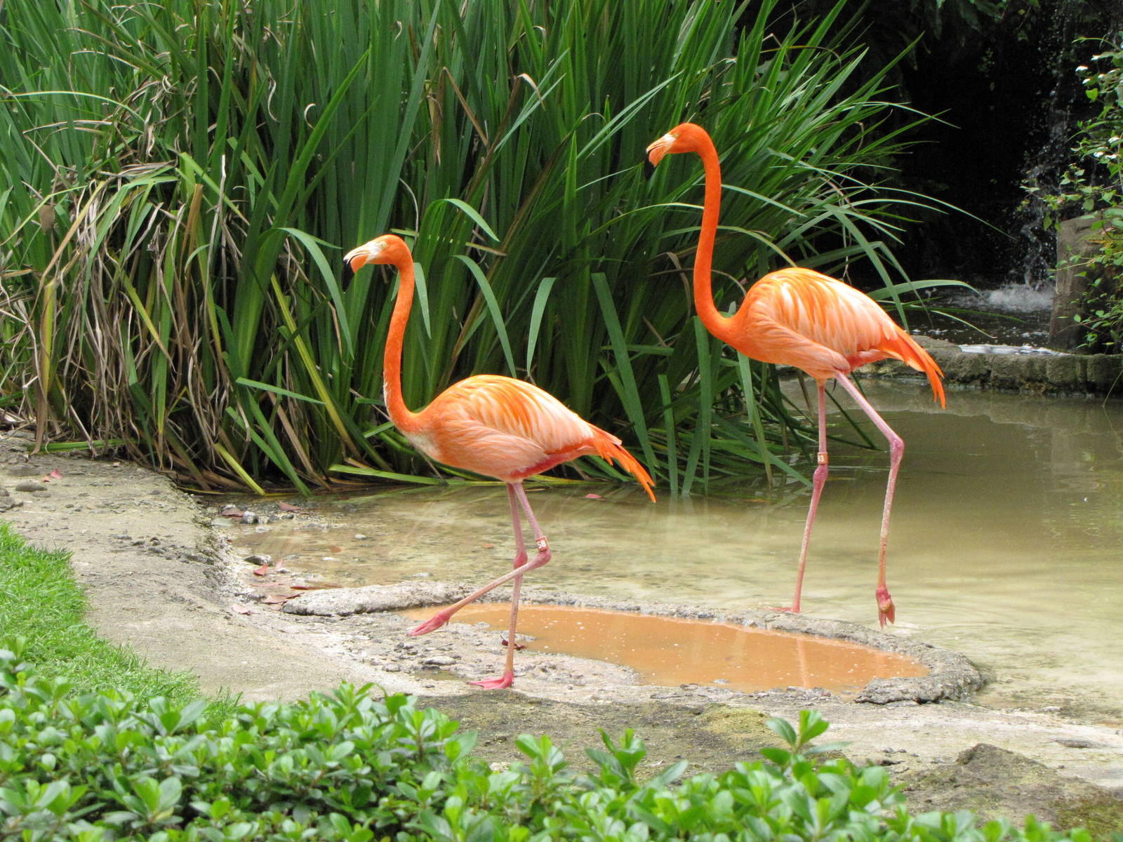 Caribbean Flamingos