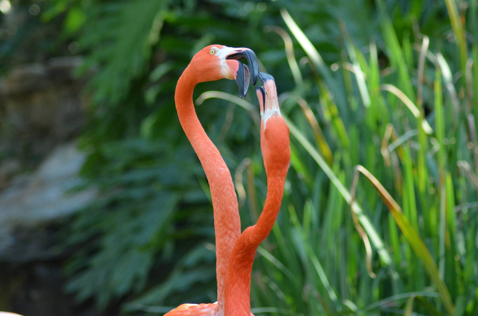 Caribbean Flamingos