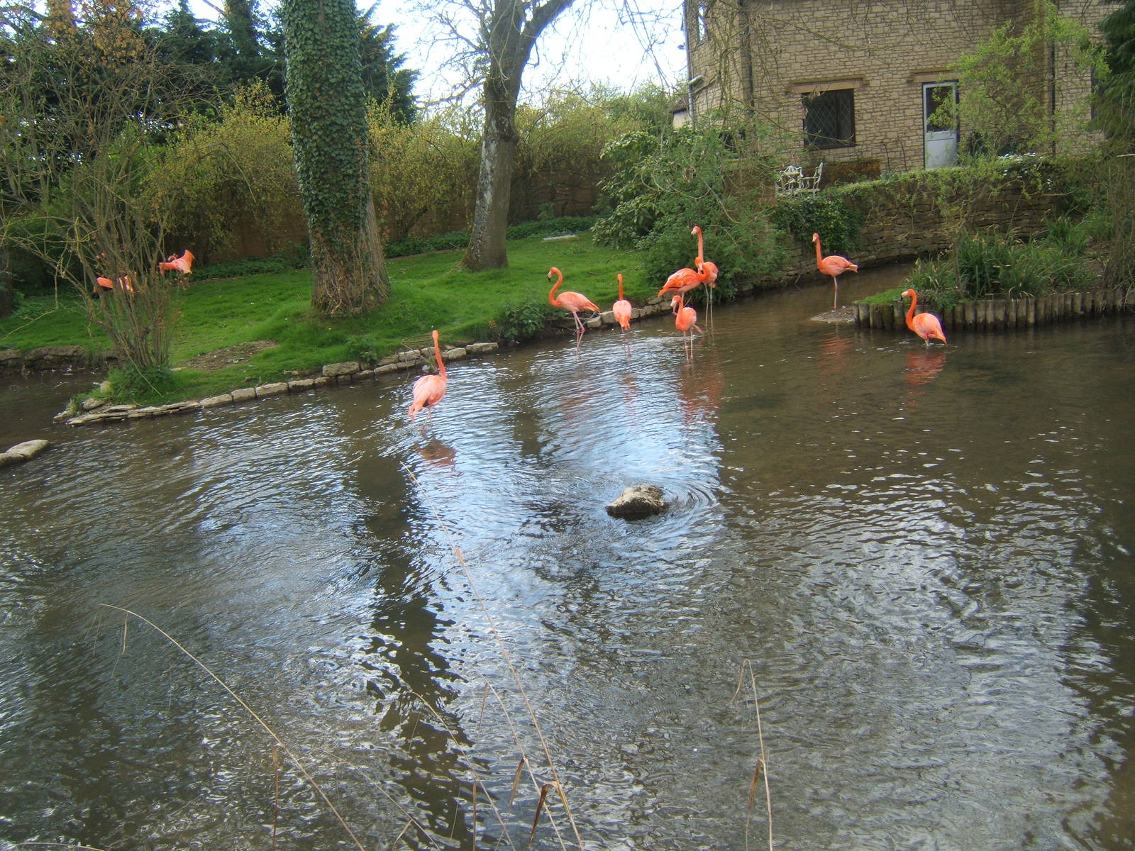 Caribbean Flamingos