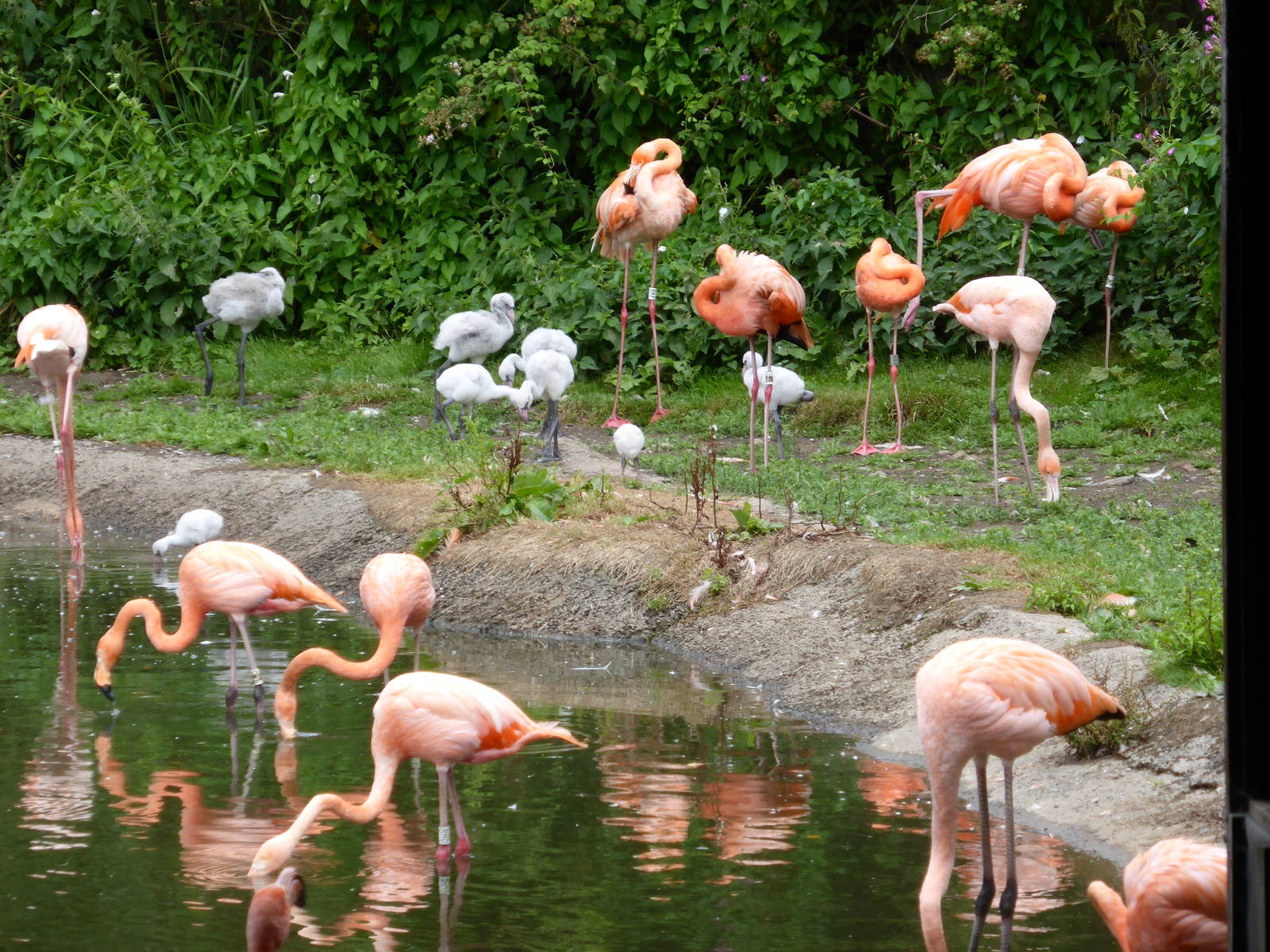 Caribbean flamingos