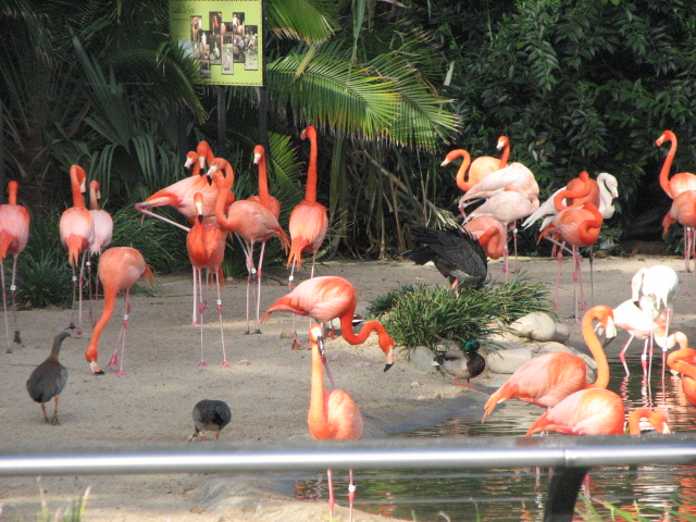 Caribbean Flamingos