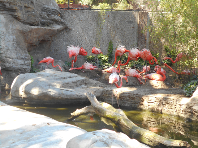 Caribbean flamingos