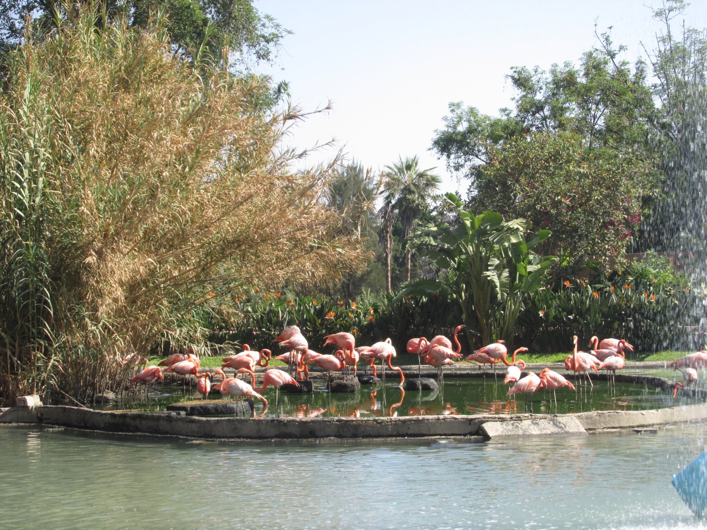caribbean flamingos