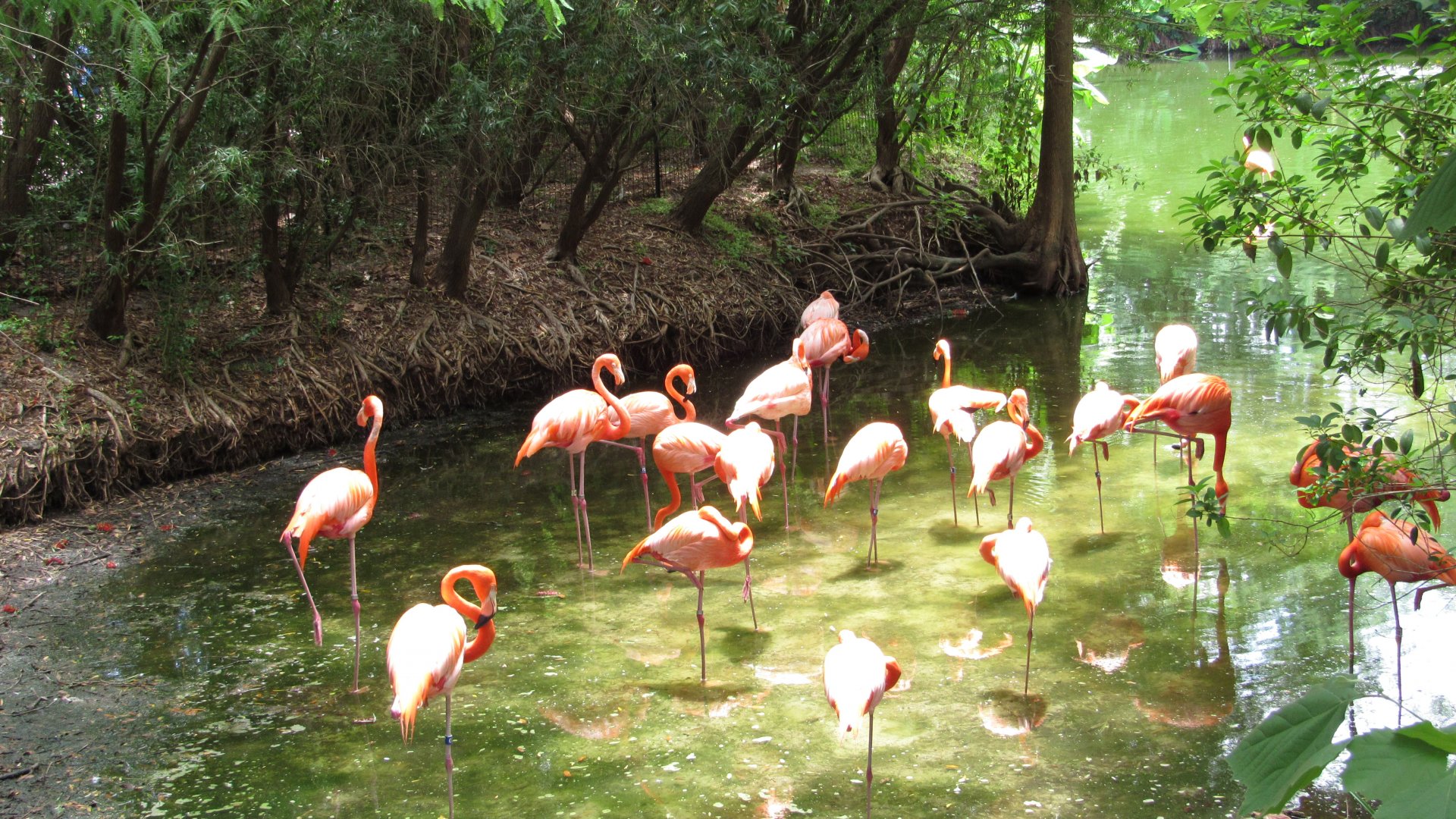Caribbean Flamingos