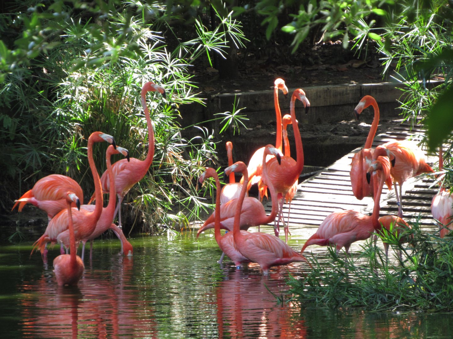 Caribbean Flamingos
