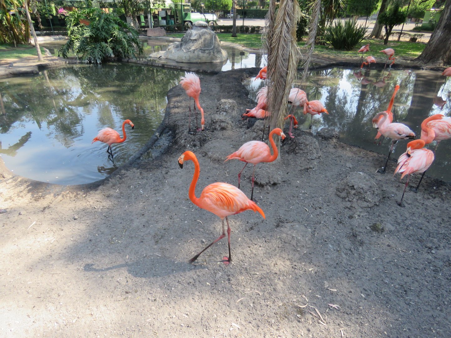 Caribbean flamingos