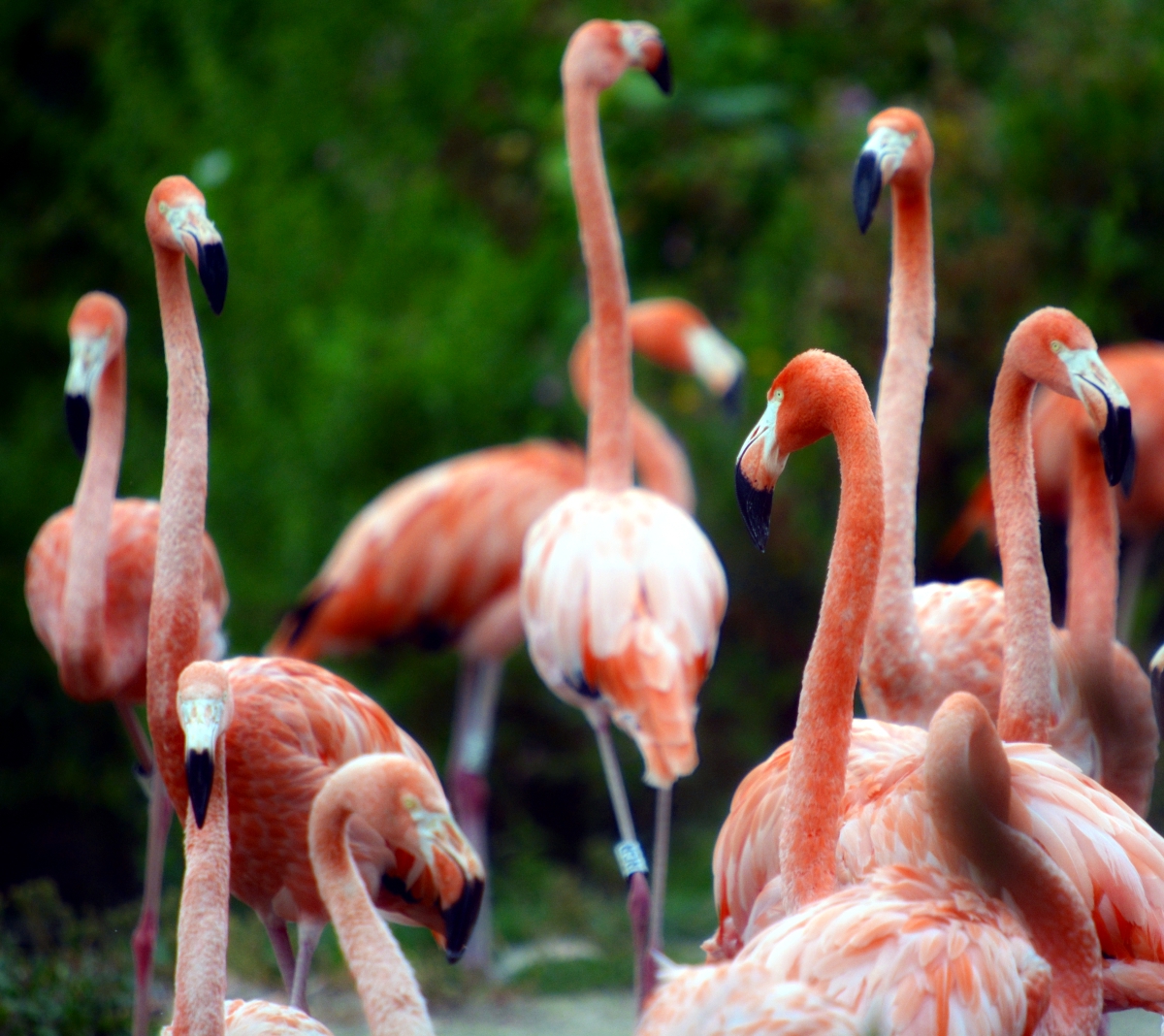 Caribbean flamingos