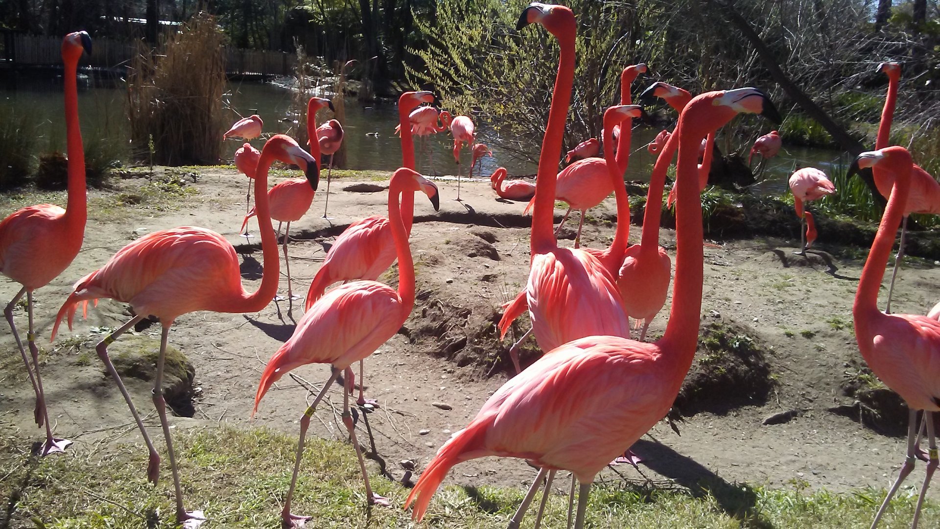 Caribbean flamingos