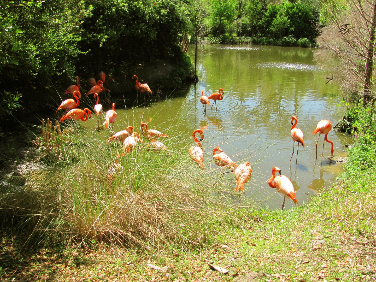 Caribbean Flamingos