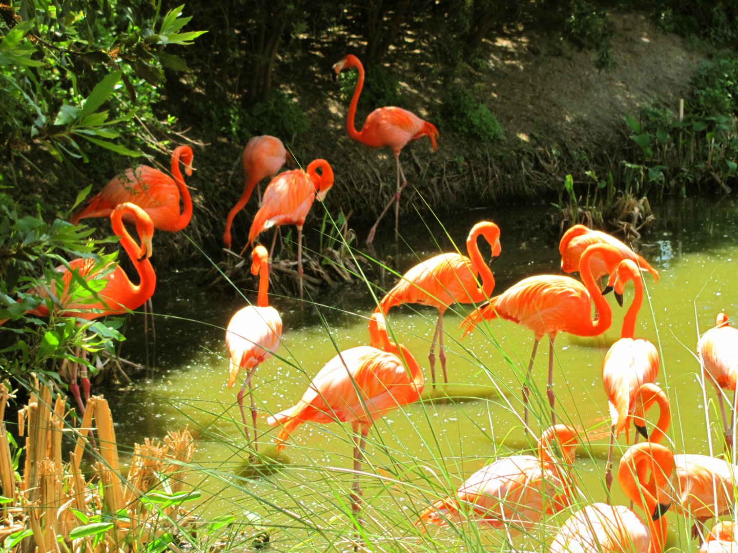 Caribbean Flamingos