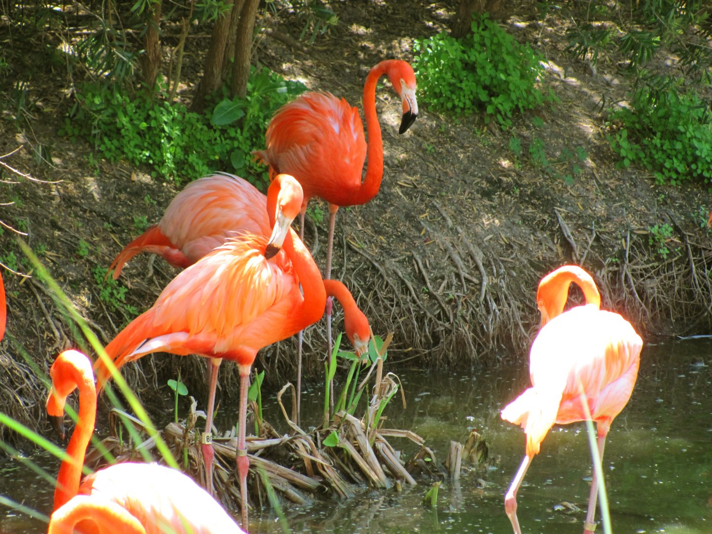 Caribbean Flamingos
