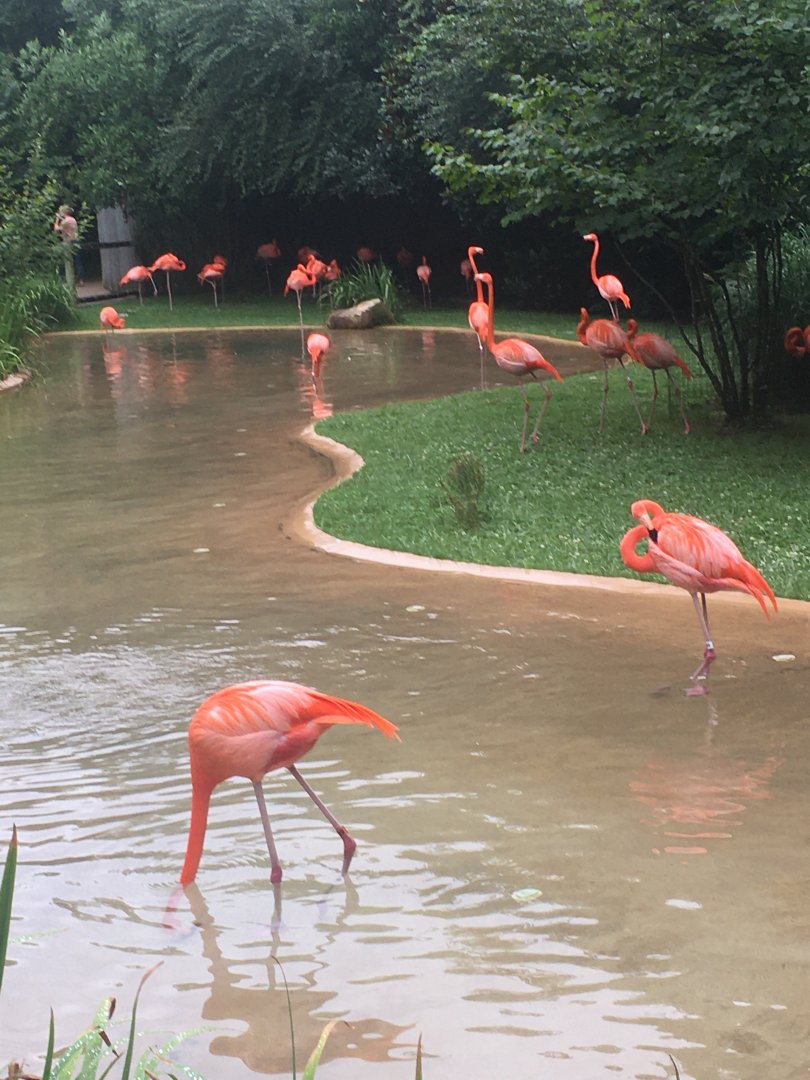 Caribbean Flamingos