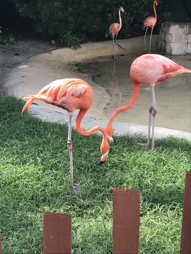 Caribbean flamingos