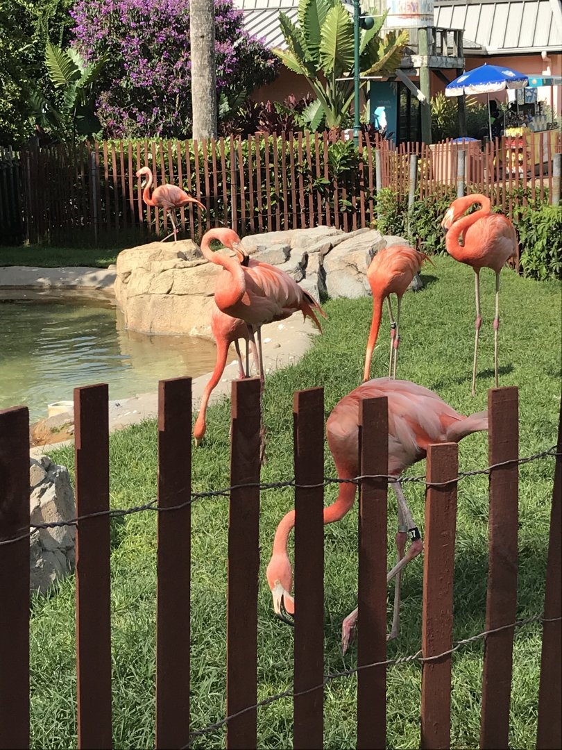 Caribbean flamingos