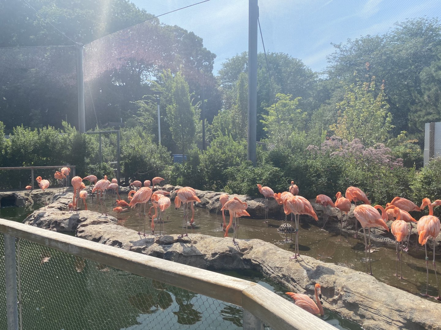 Caribbean flamingos