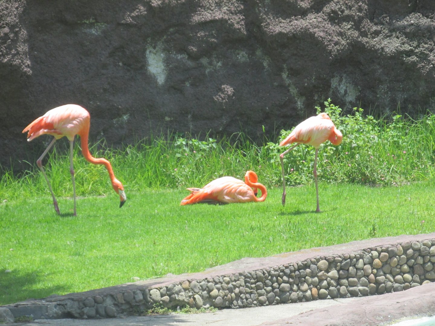 CARIBBEAN FLAMINGOS