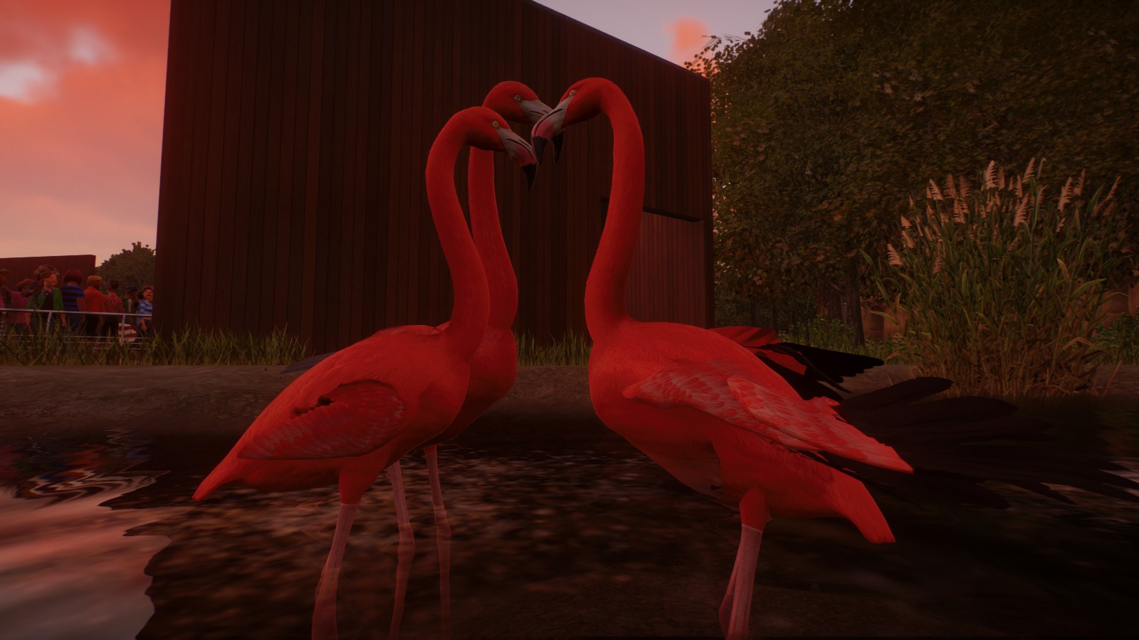 Caribbean Flamingos