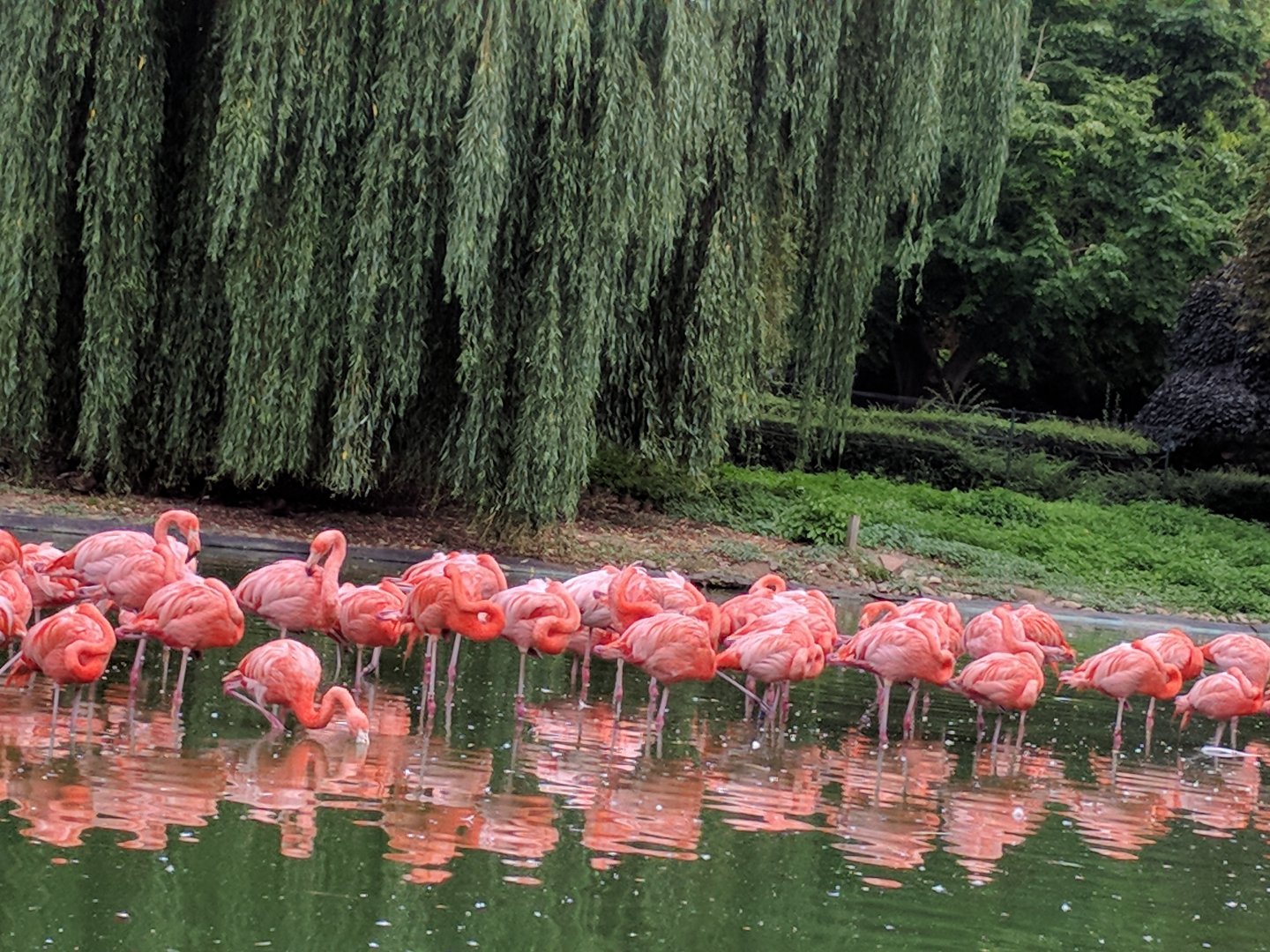 Caribbean Flamingos