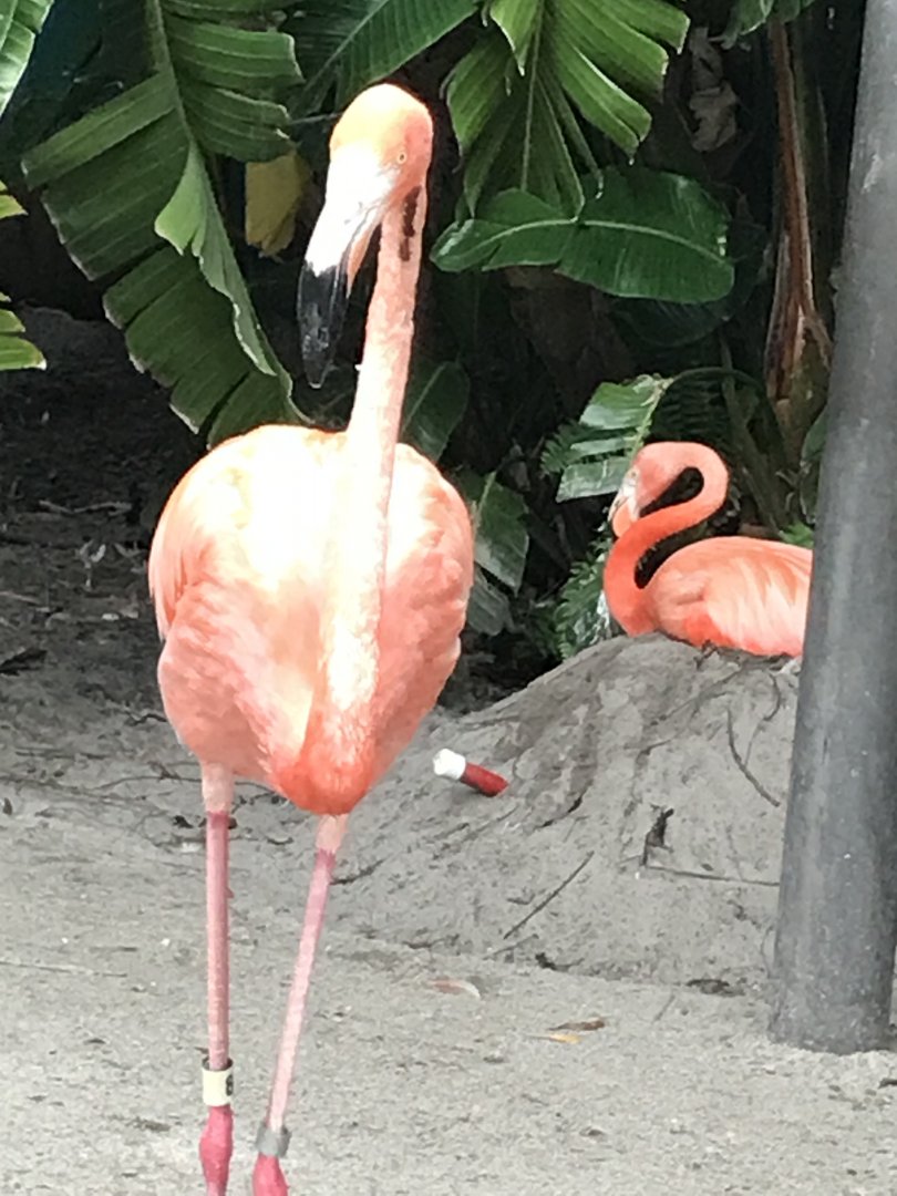 Caribbean flamingos