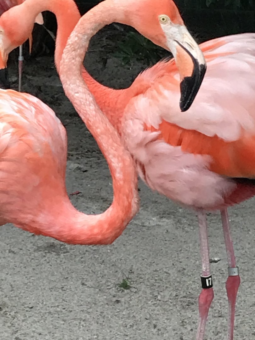 Caribbean flamingos