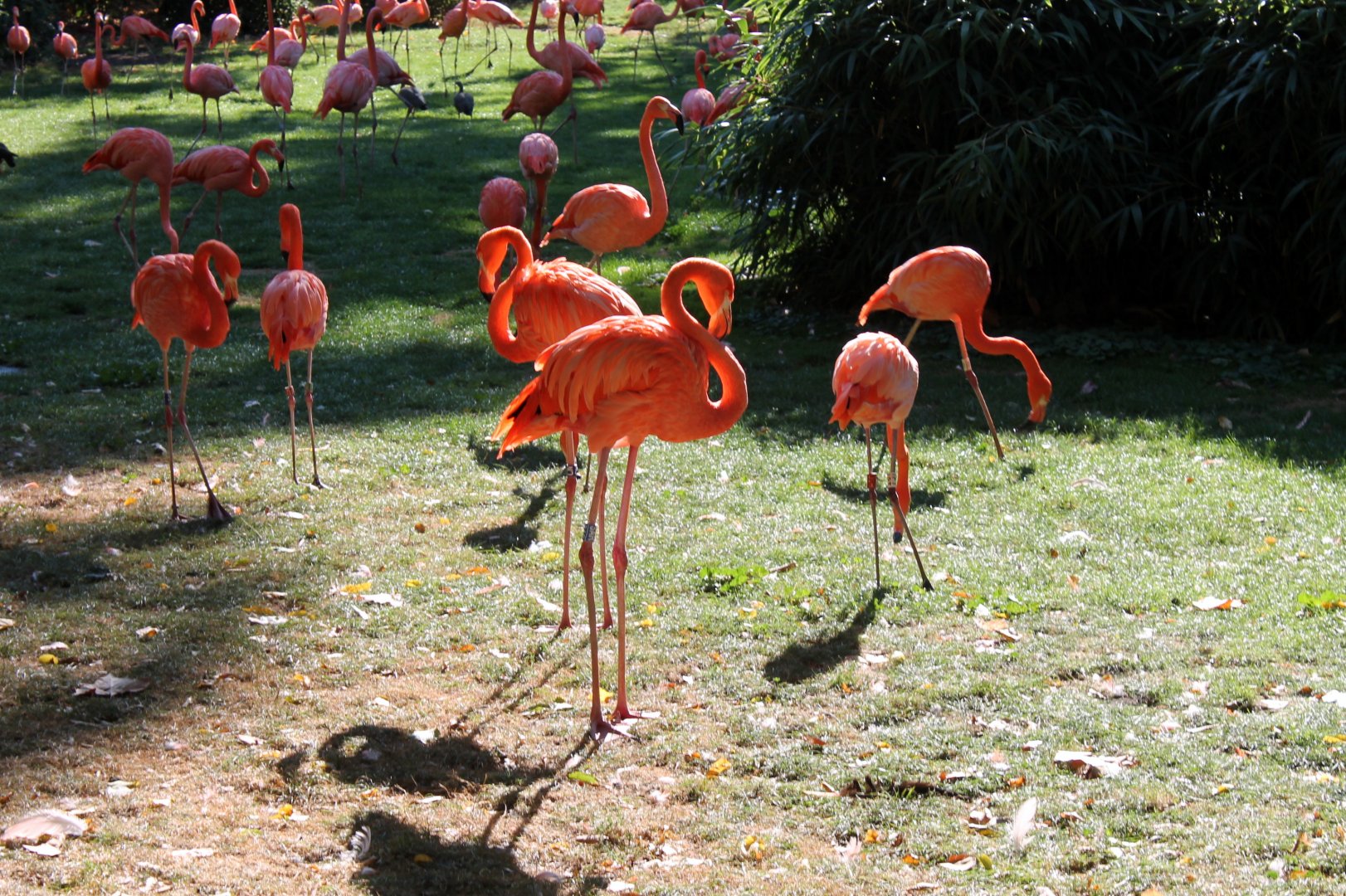 Caribbean Flamingos