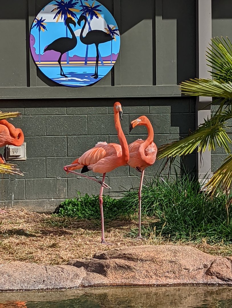 Caribbean Flamingos