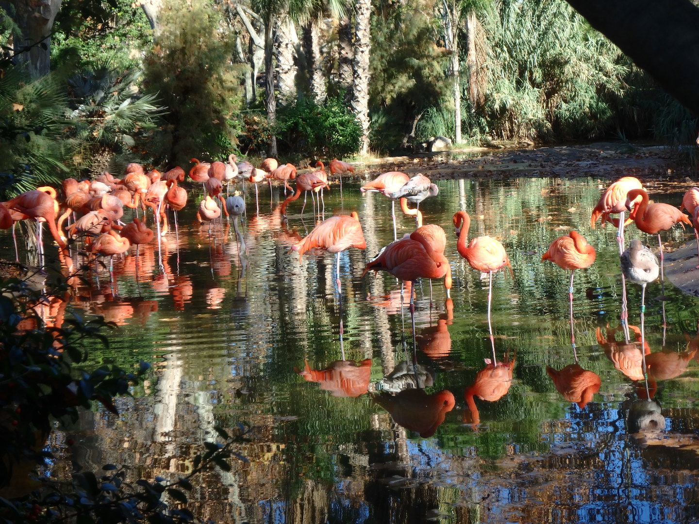Caribbean flamingos